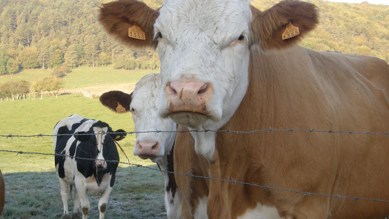 Photo of Others in Cirfontaines-en-Azois