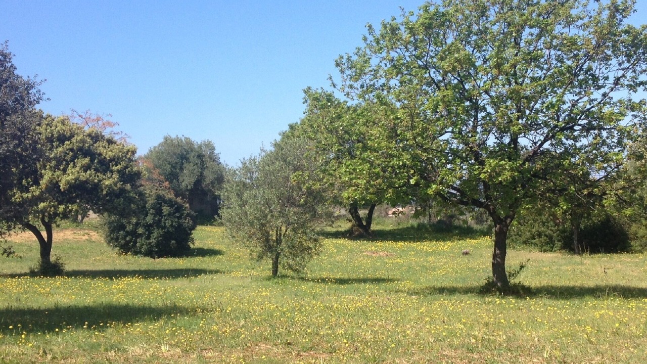 Photo of Others in Corbara