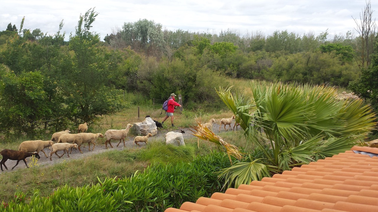 Photo of Others in Portiragnes-Plage