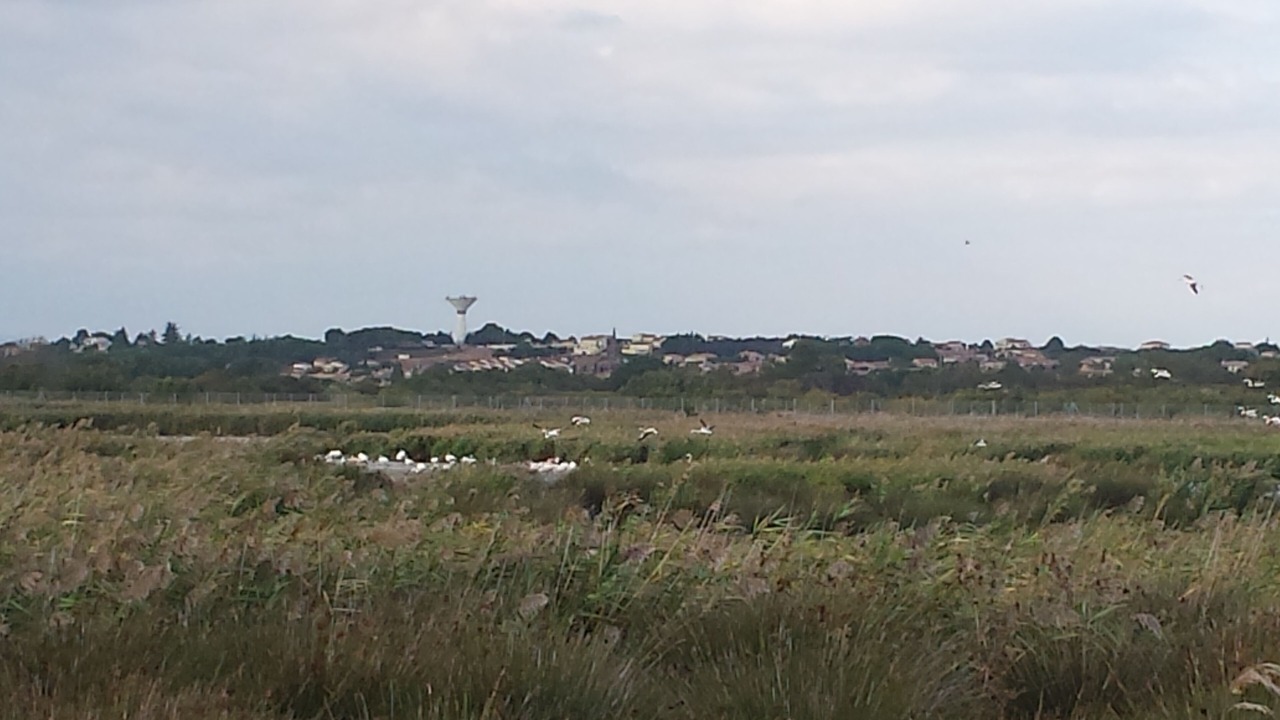 Photo of Others in Portiragnes-Plage