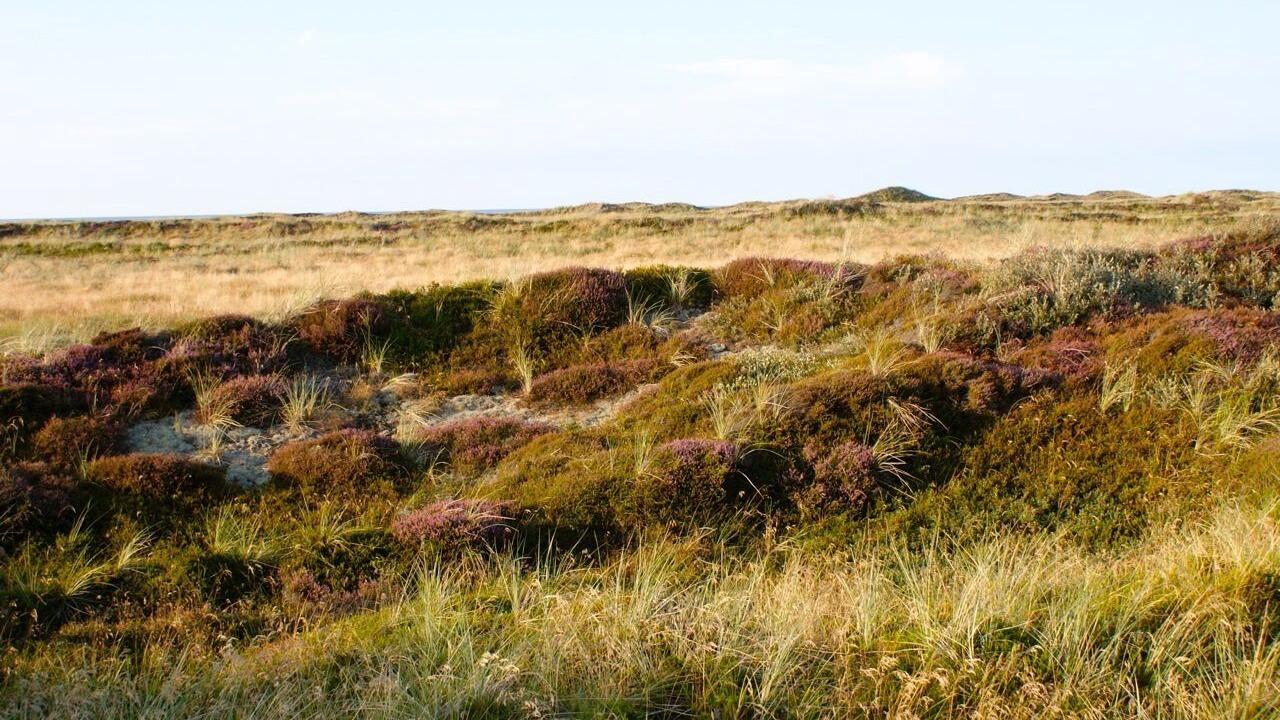 Photo of Others in Lild Strand