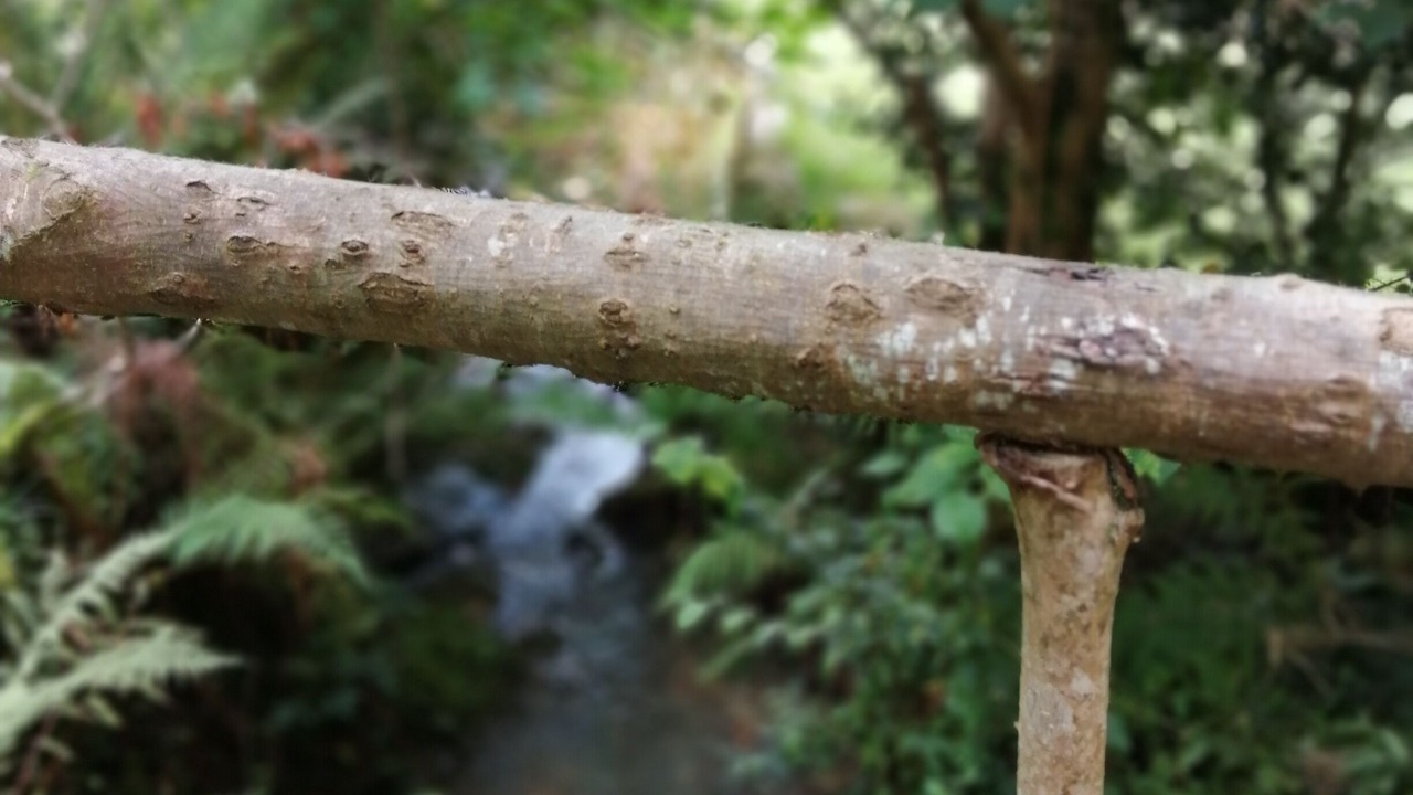 Photo of Outdoor in San Juan de Parres