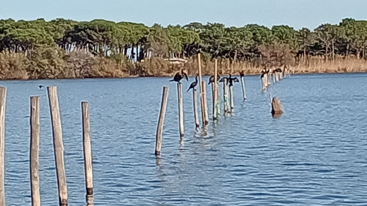 Photo of Others in Castello-di-Rostino