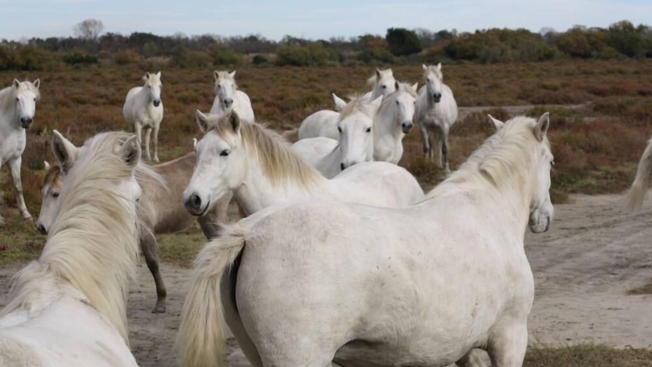 Photo of Others in Arles