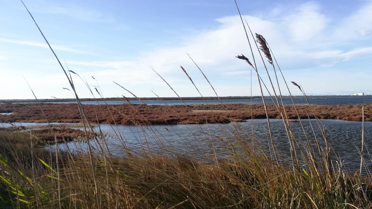 Photo of Others in Port-Saint-Louis-du-Rhone