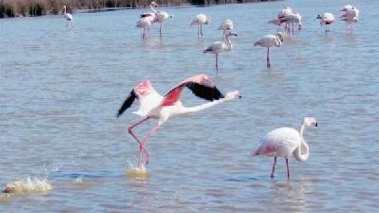 Photo of Others in Port-Saint-Louis-du-Rhone