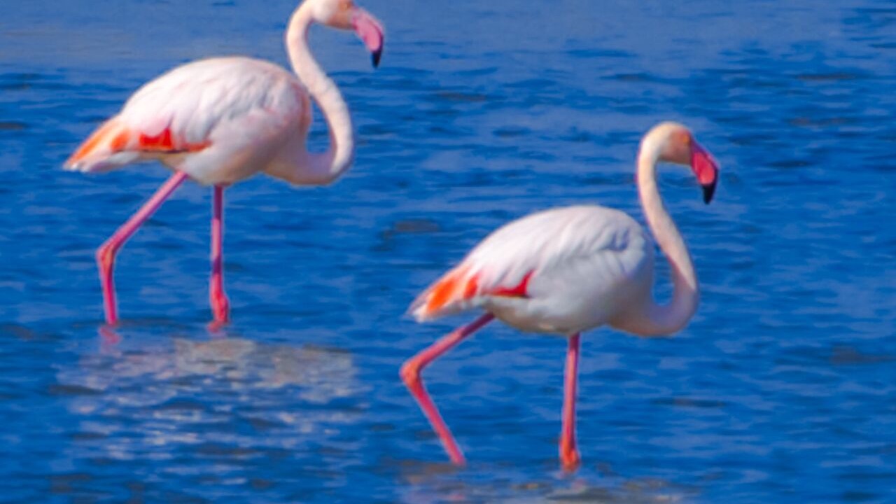 Photo of Others in Port-Saint-Louis-du-Rhone