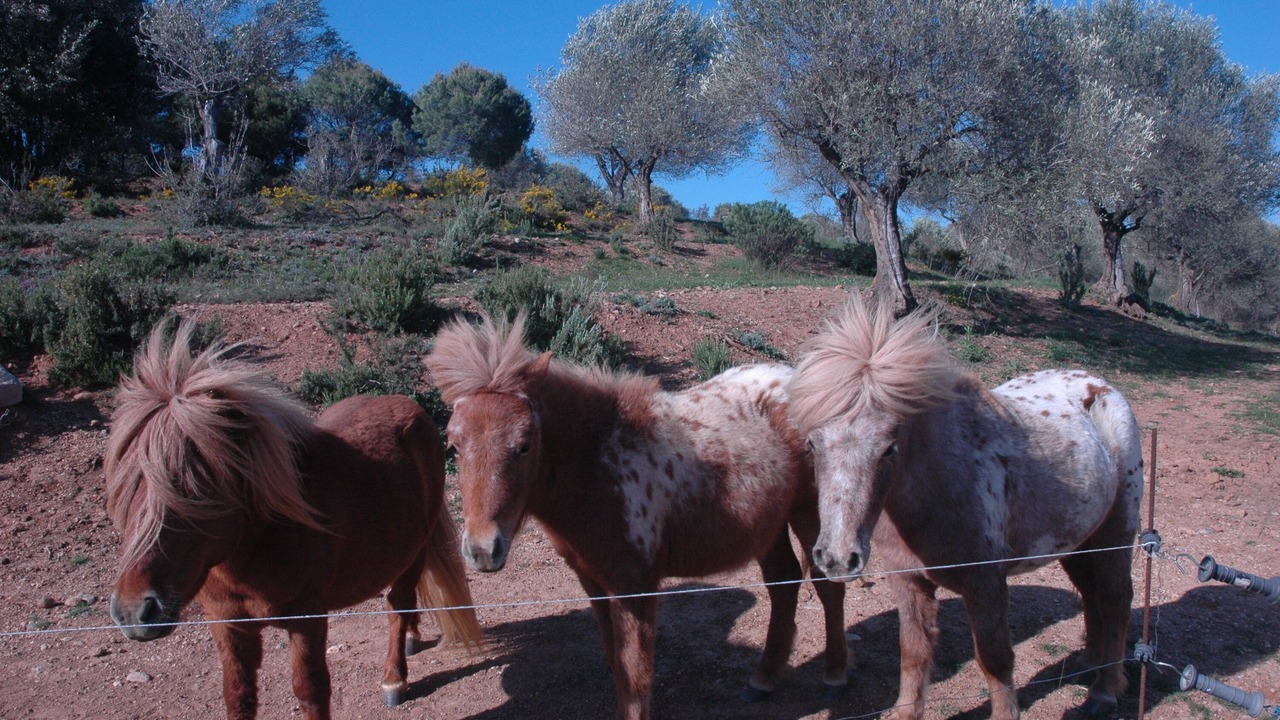 Photo of Others in Llado