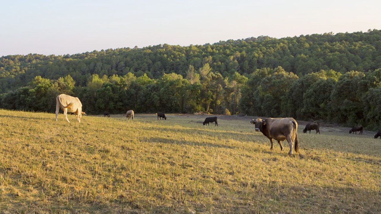 Photo of Outdoor in Llado