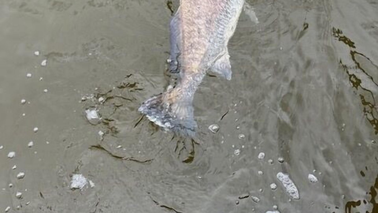 Photo of Others in Perdido Beach