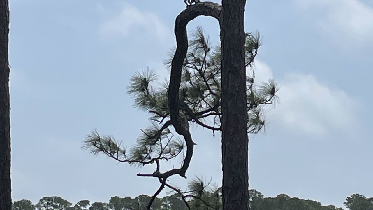 Photo of Others in Perdido Beach