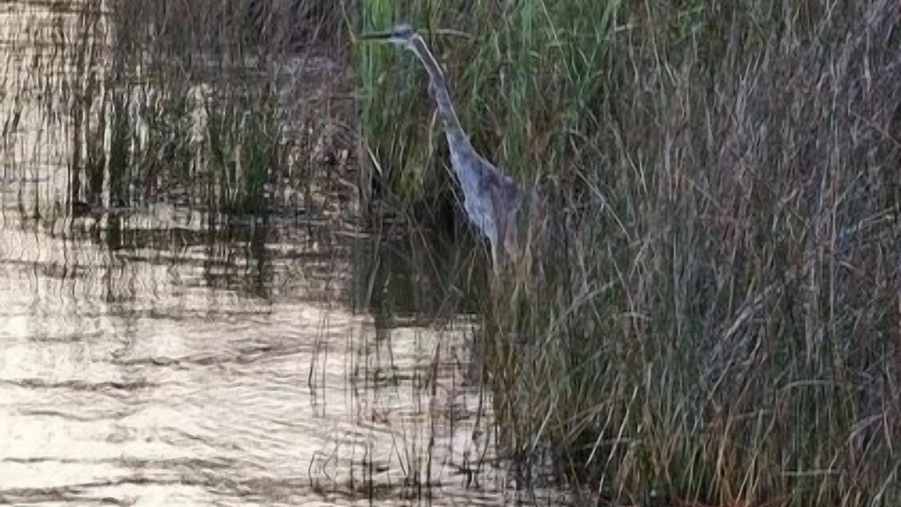 Photo of Others in Perdido Beach