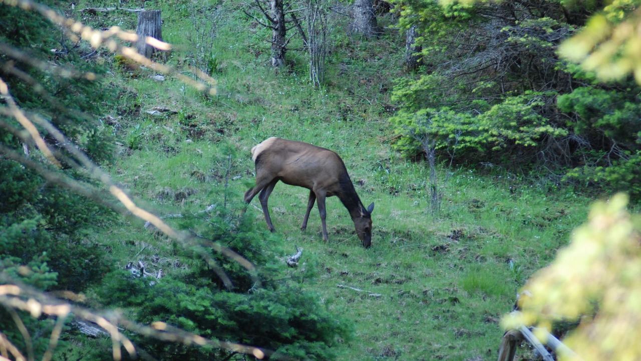 Photo of Others in Cloudcroft