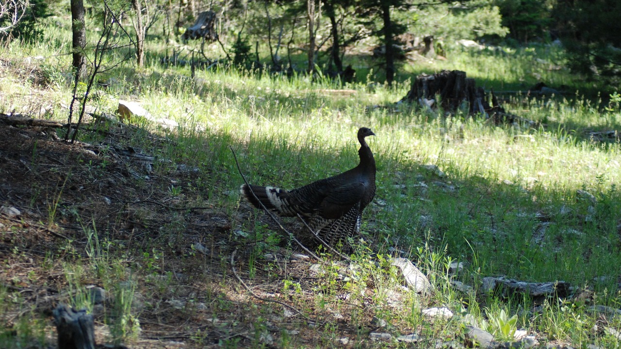 Photo of Others in Cloudcroft
