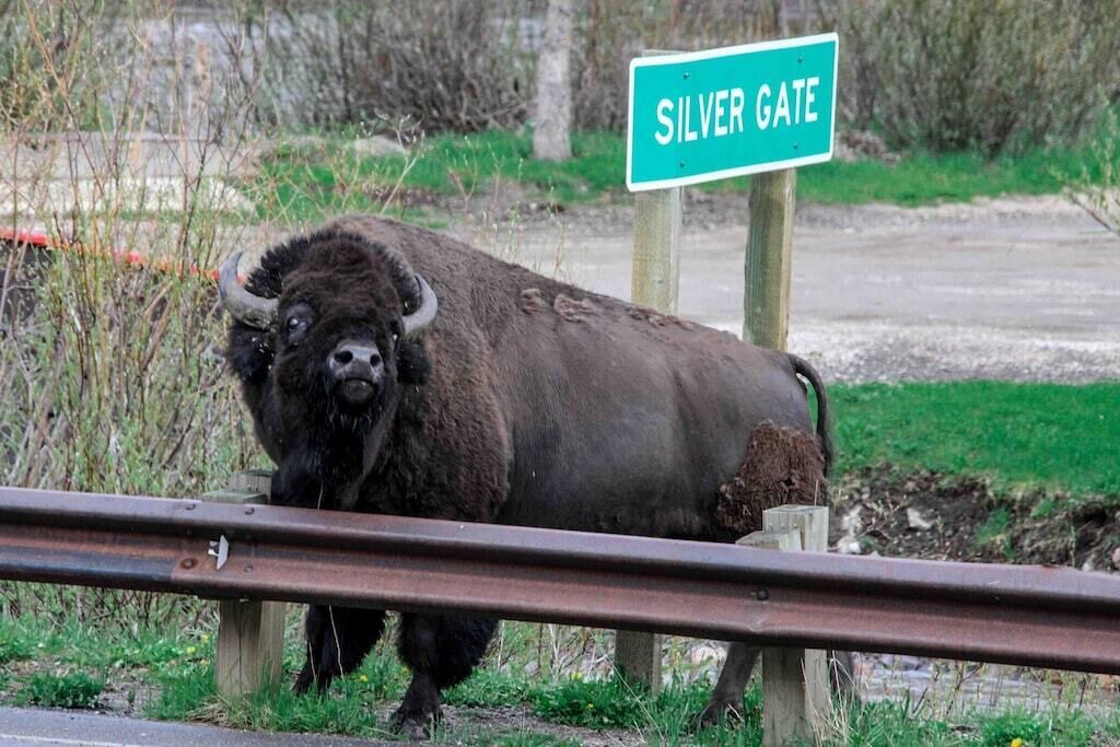 Photo of Others in Cooke City-Silver Gate