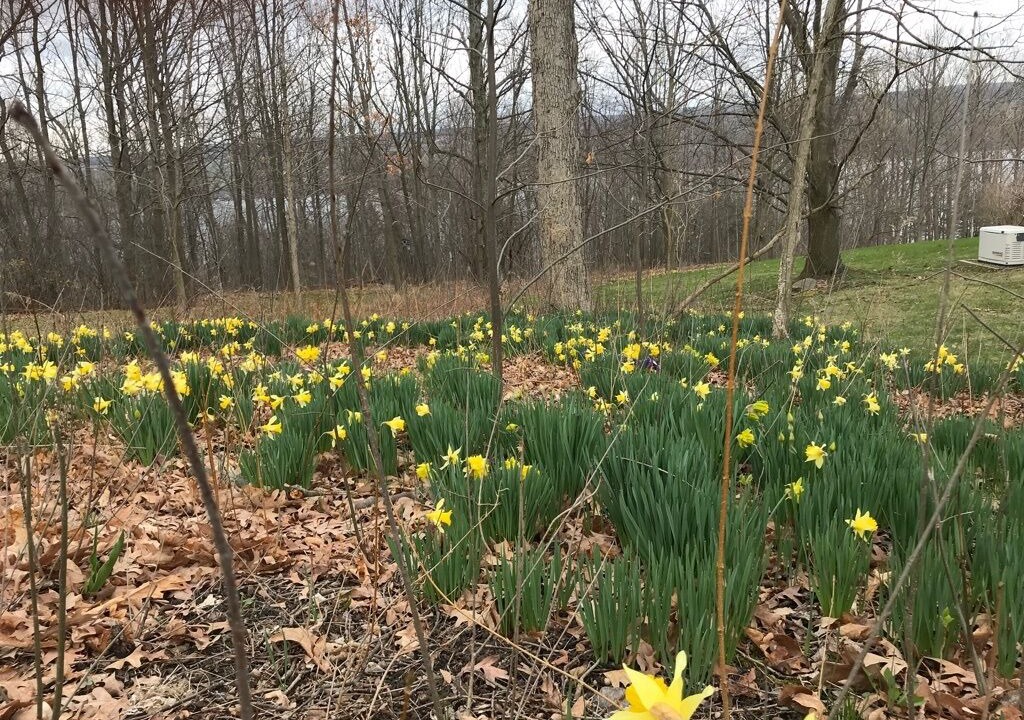 Photo of Outdoor in Rock Stream