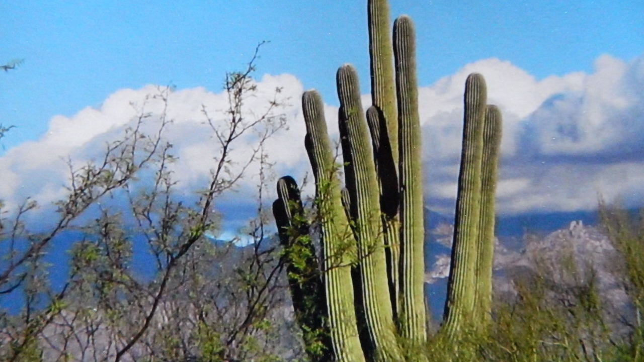 Photo of Others in Tanque Verde