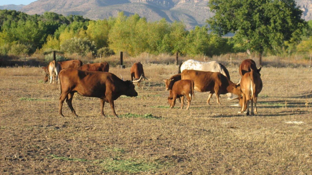 Photo of Others in Gila
