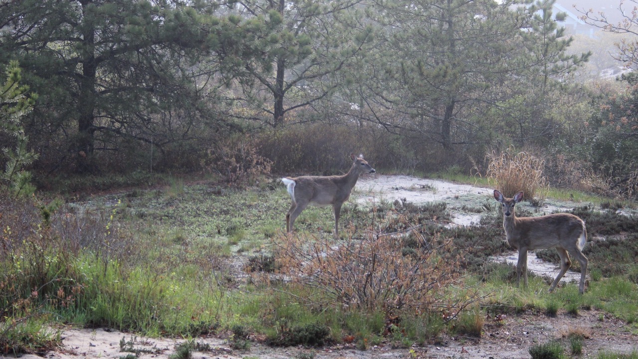 Photo of Others in Amagansett Dunes