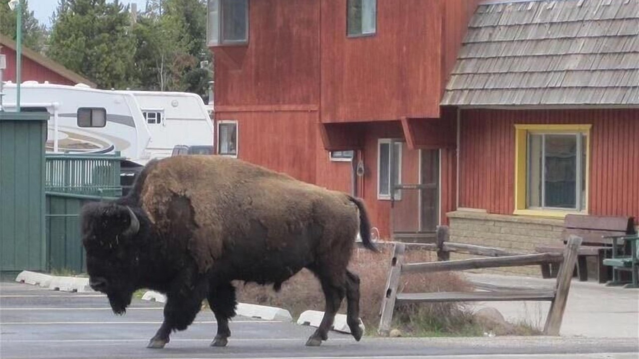 Photo of Others in West Yellowstone