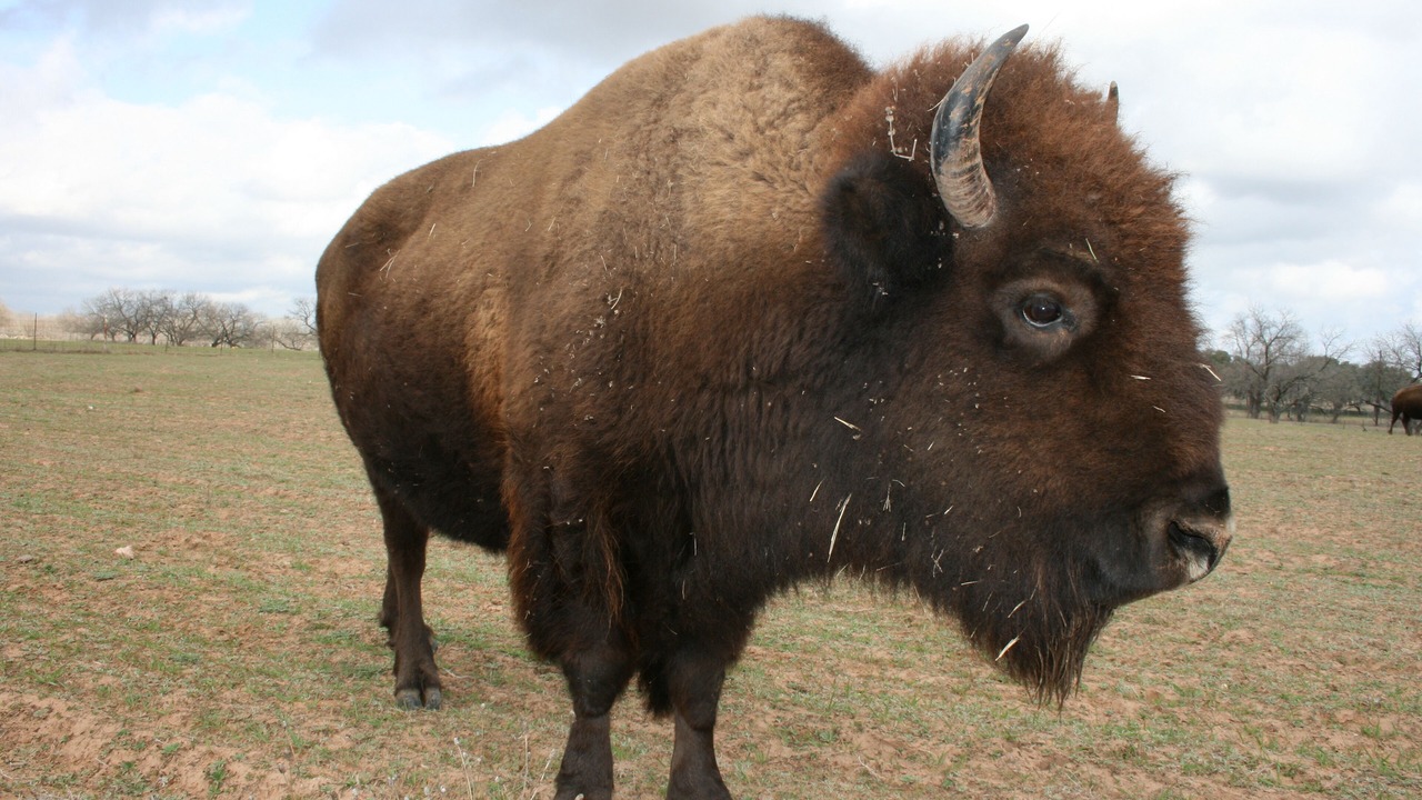 Photo of Others in Alpine