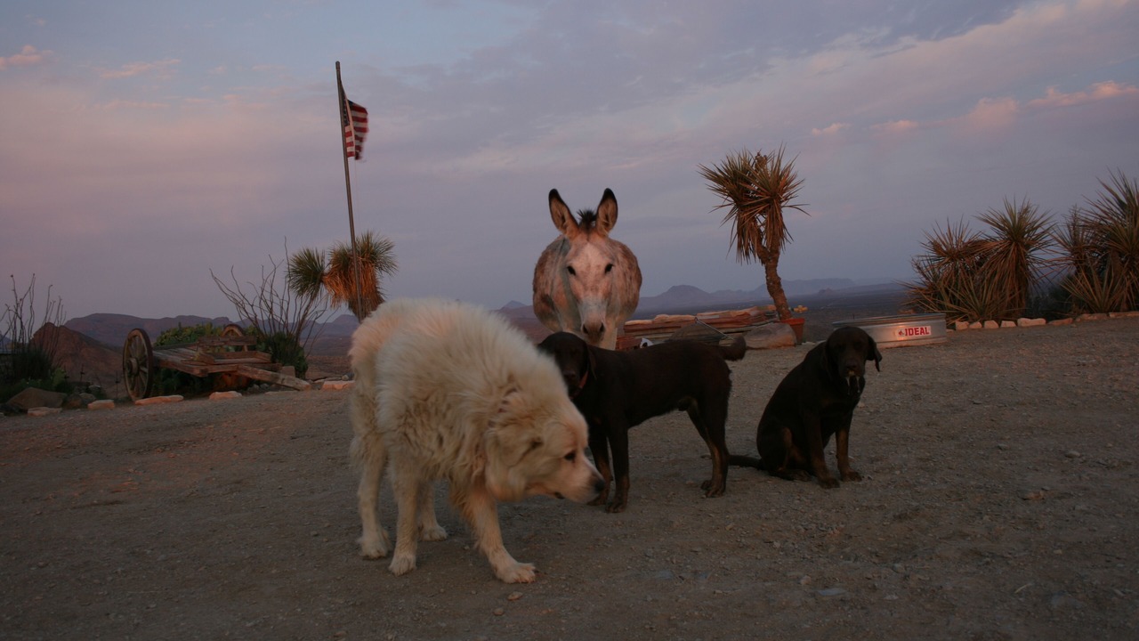 Photo of Others in Alpine