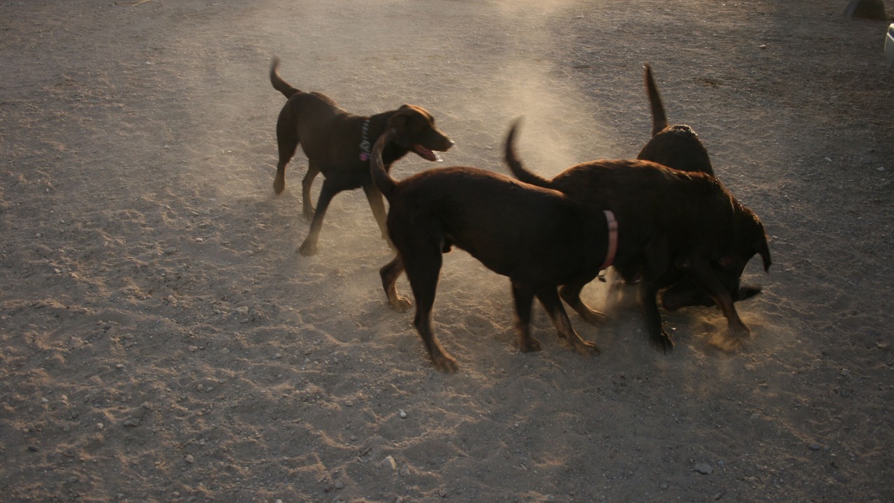 Photo of Others in Alpine