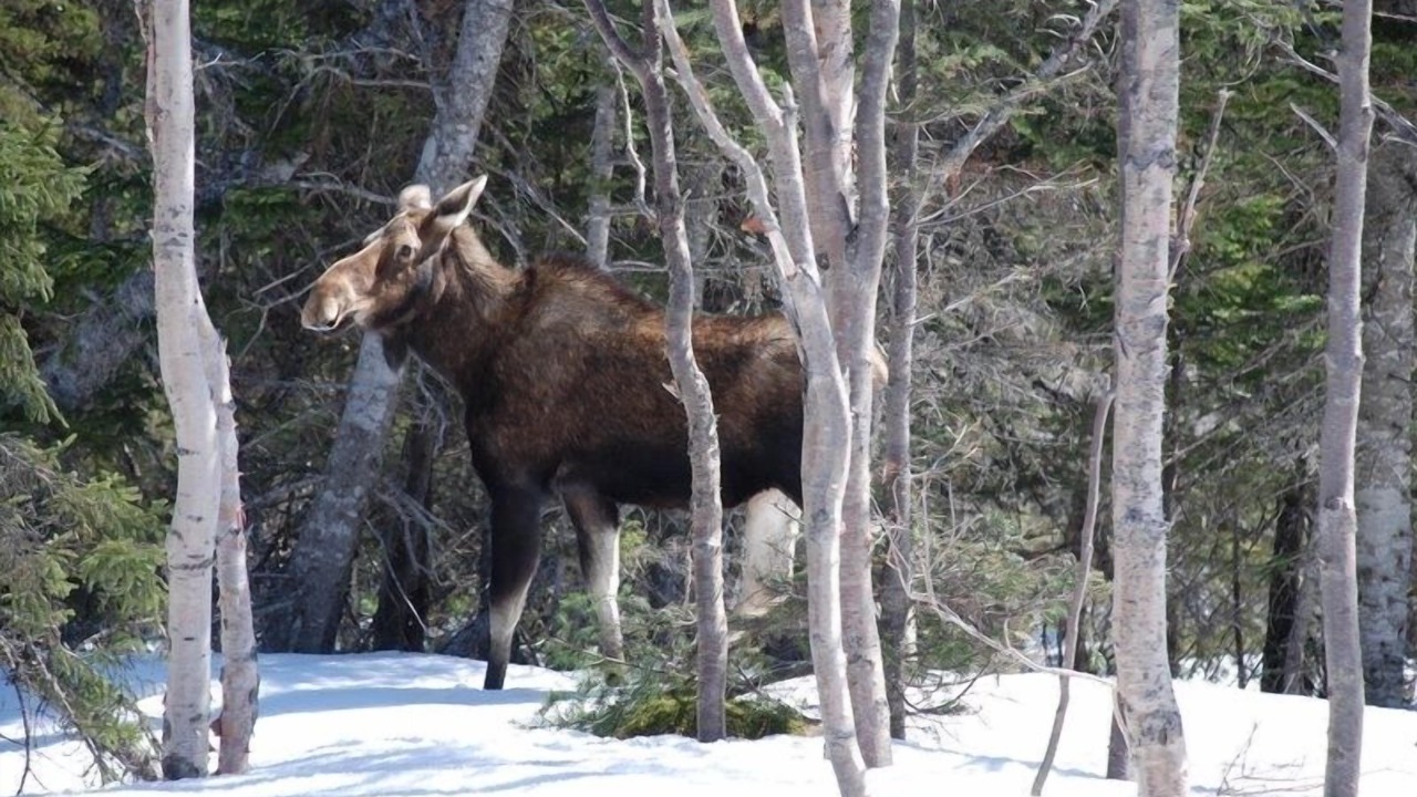 Photo of Others in Rocky Harbour