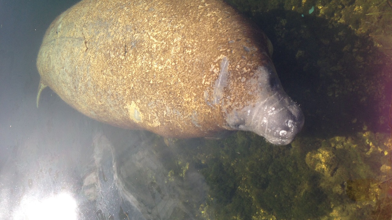 Photo of Others in Key Largo Village