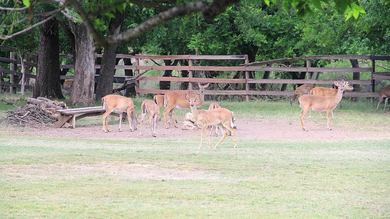Photo of Others in Bandera