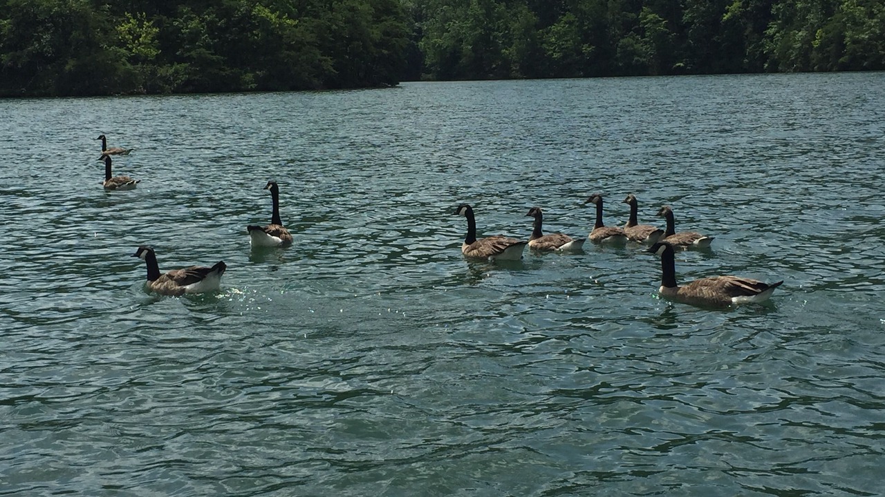 Photo of Others in Huddleston