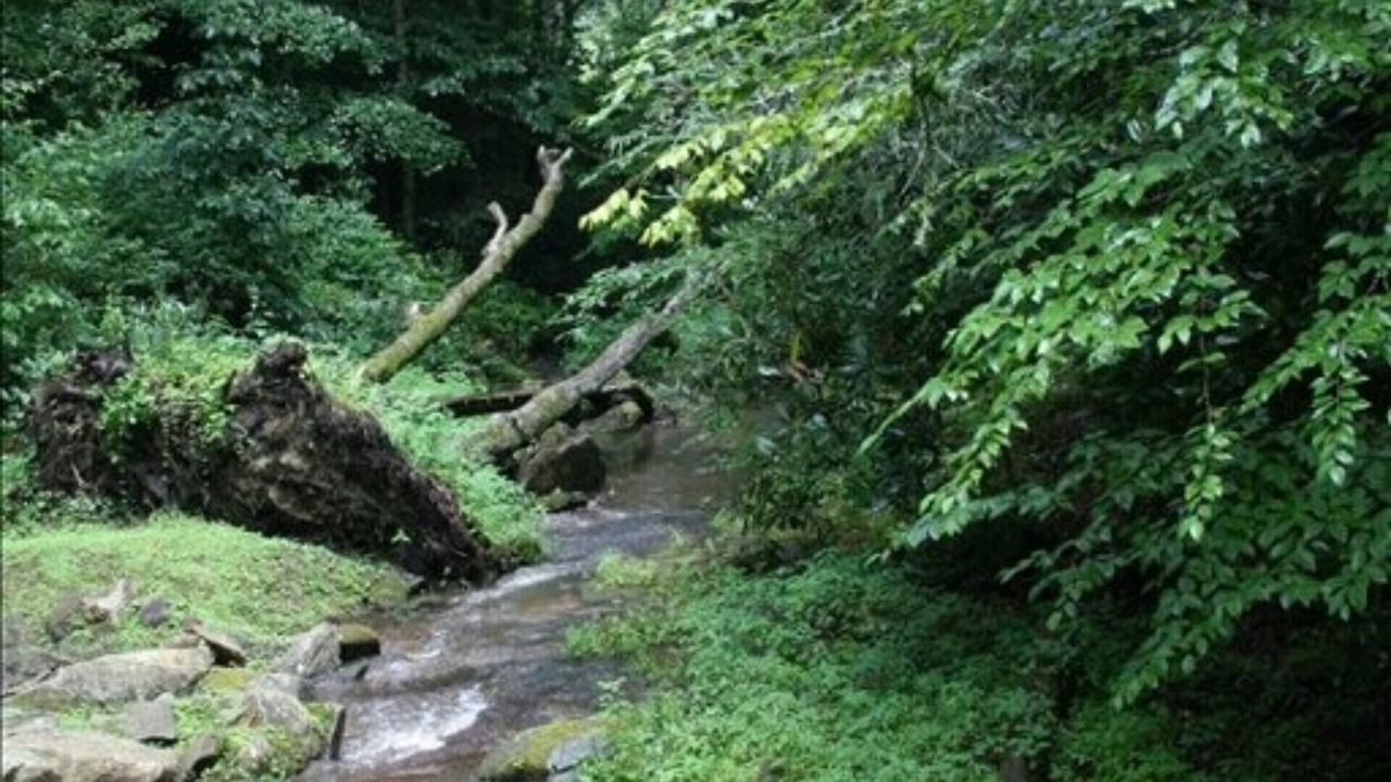 Photo of Others in Cullowhee