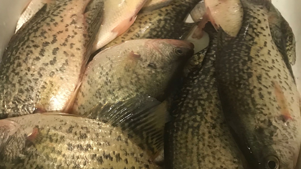 Photo of Others in Camdenton