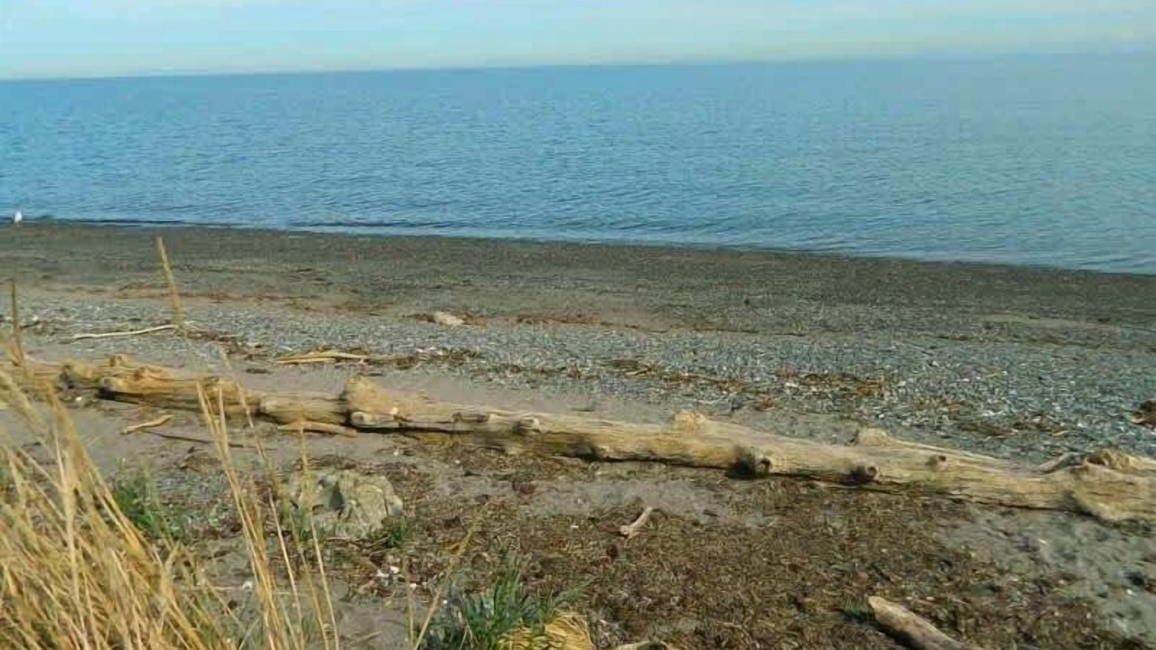 Photo of Others in Sequim