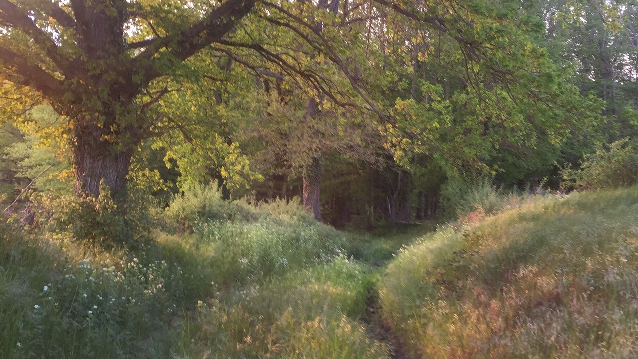 Photo of Outdoor in Blomard