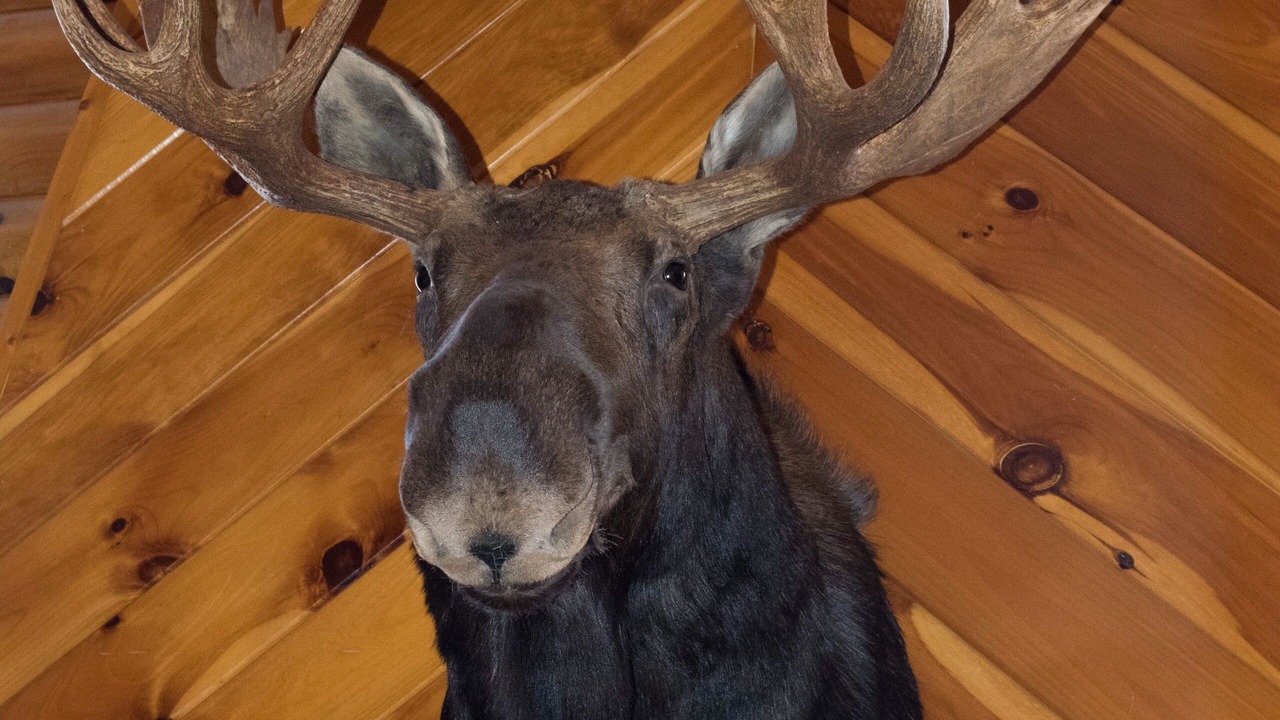 Photo of Others in Danby