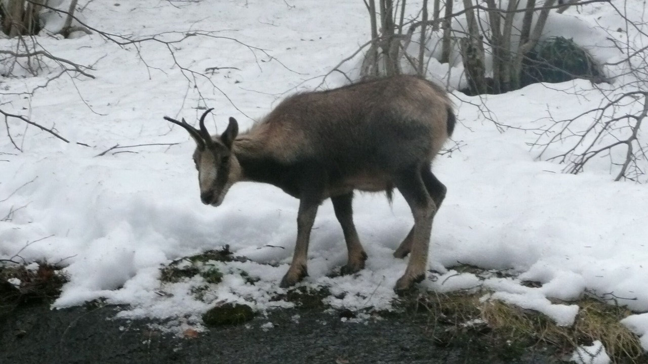 Photo of Outdoor in Cauterets