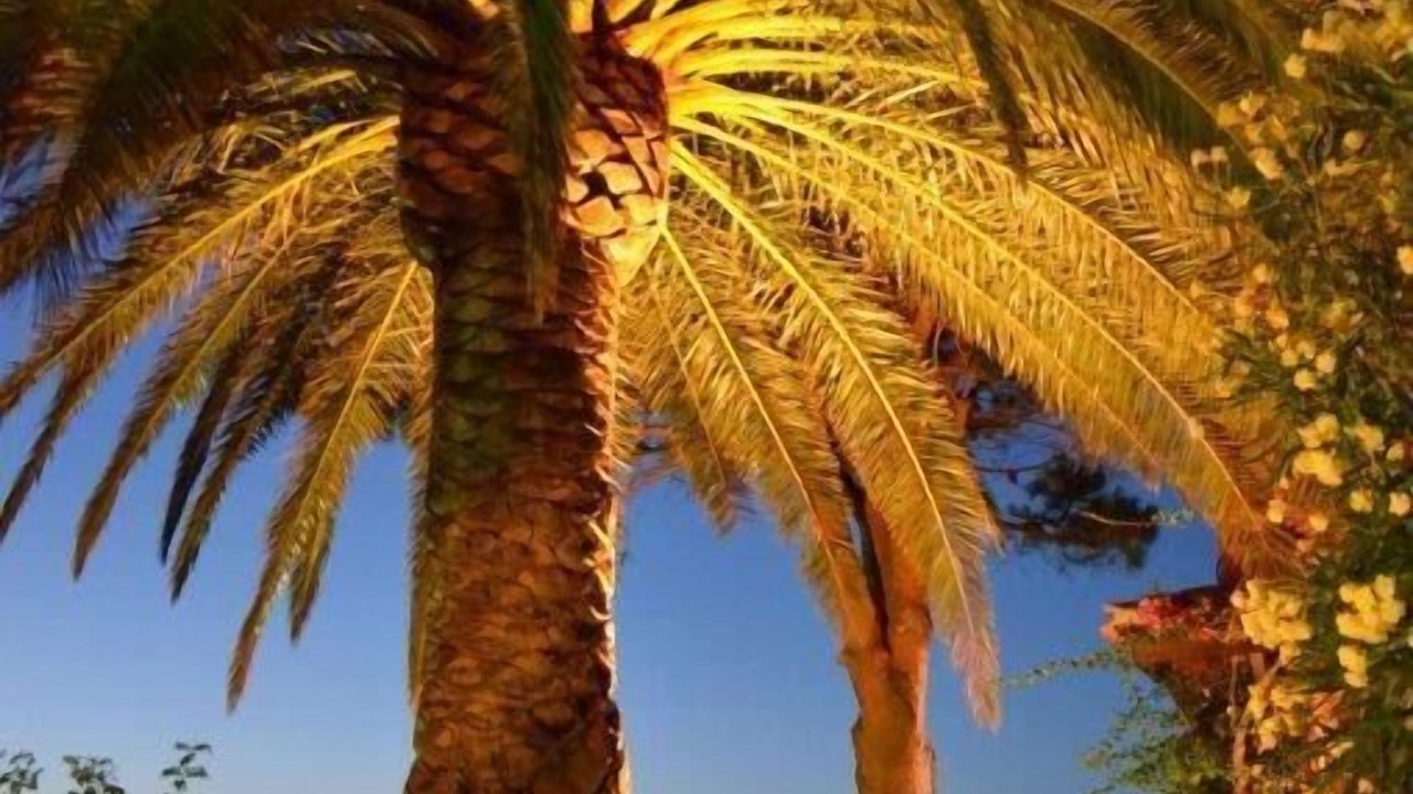 Photo of Outdoor in Collioure