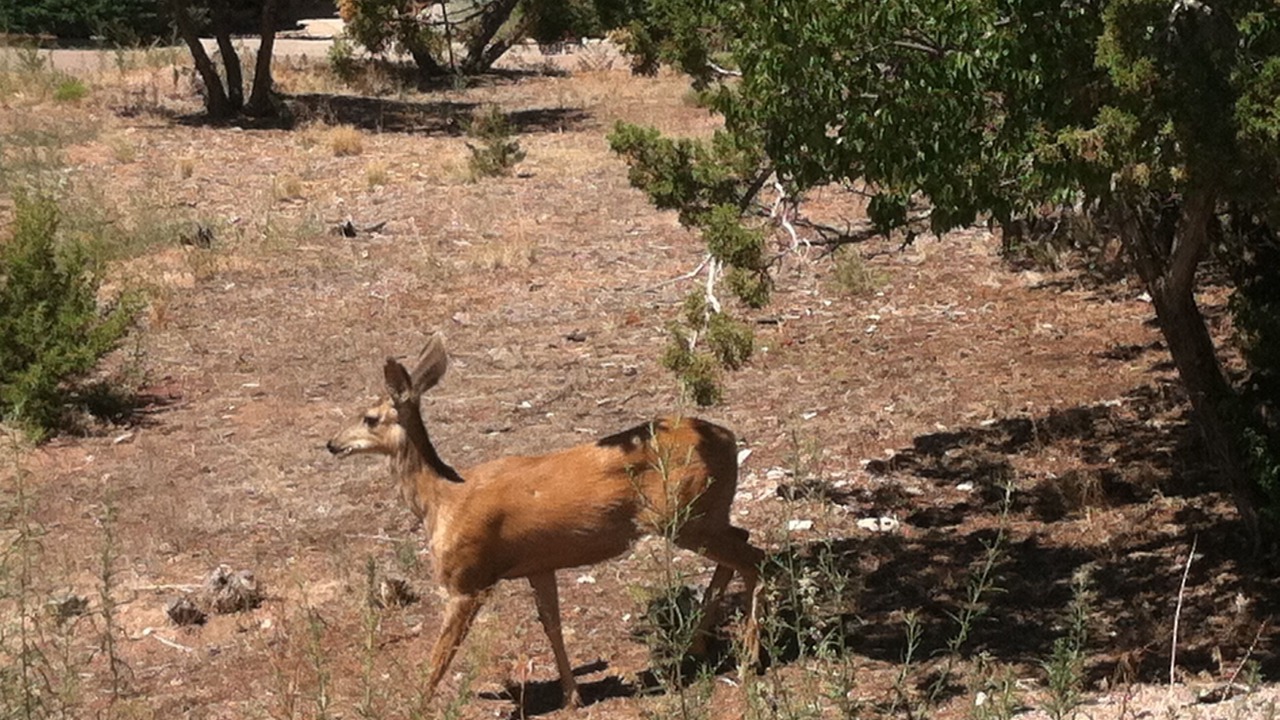 Photo of Others in Northeast Santa Fe