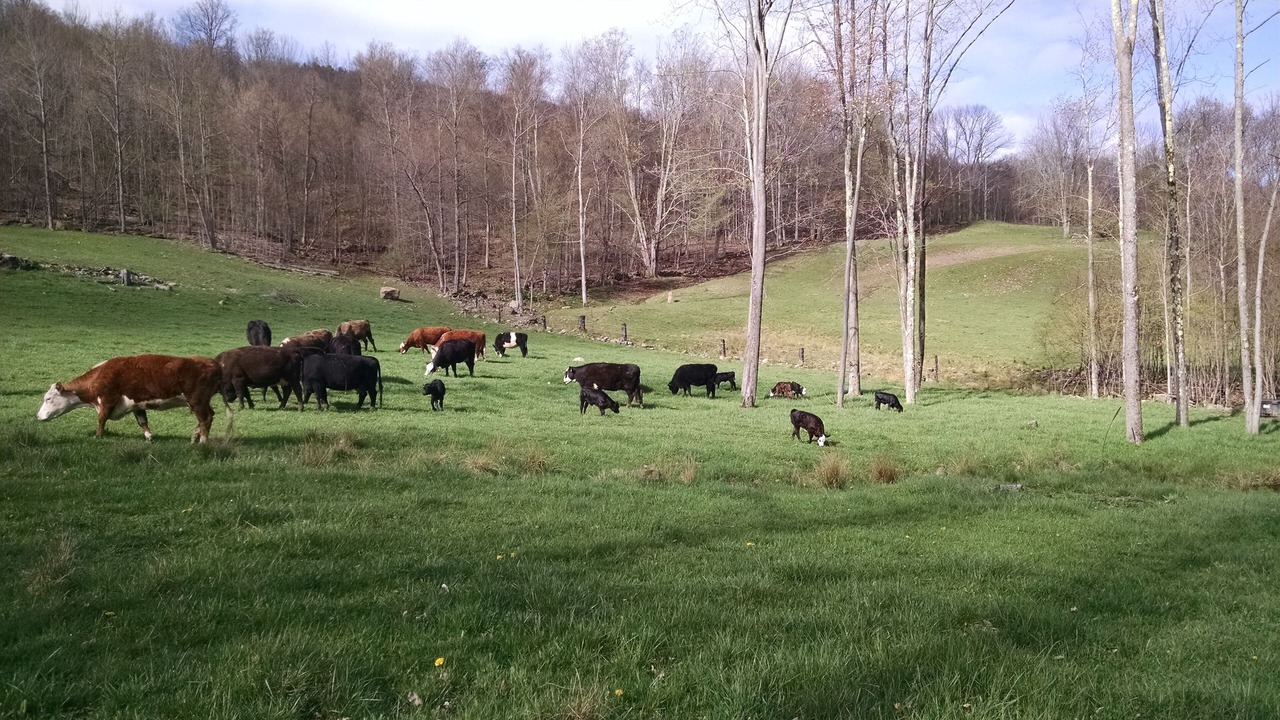 Photo of Outdoor in Oneonta