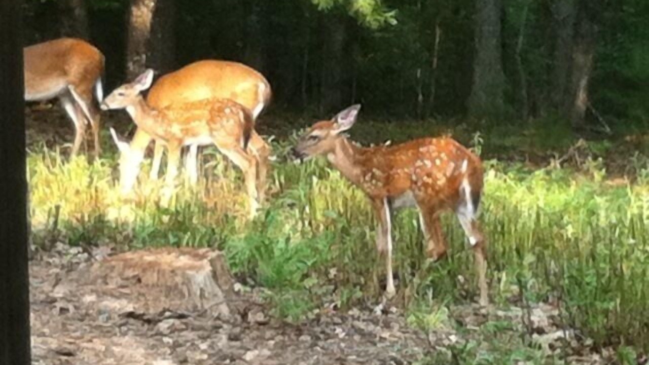 Photo of Others in Blairsville