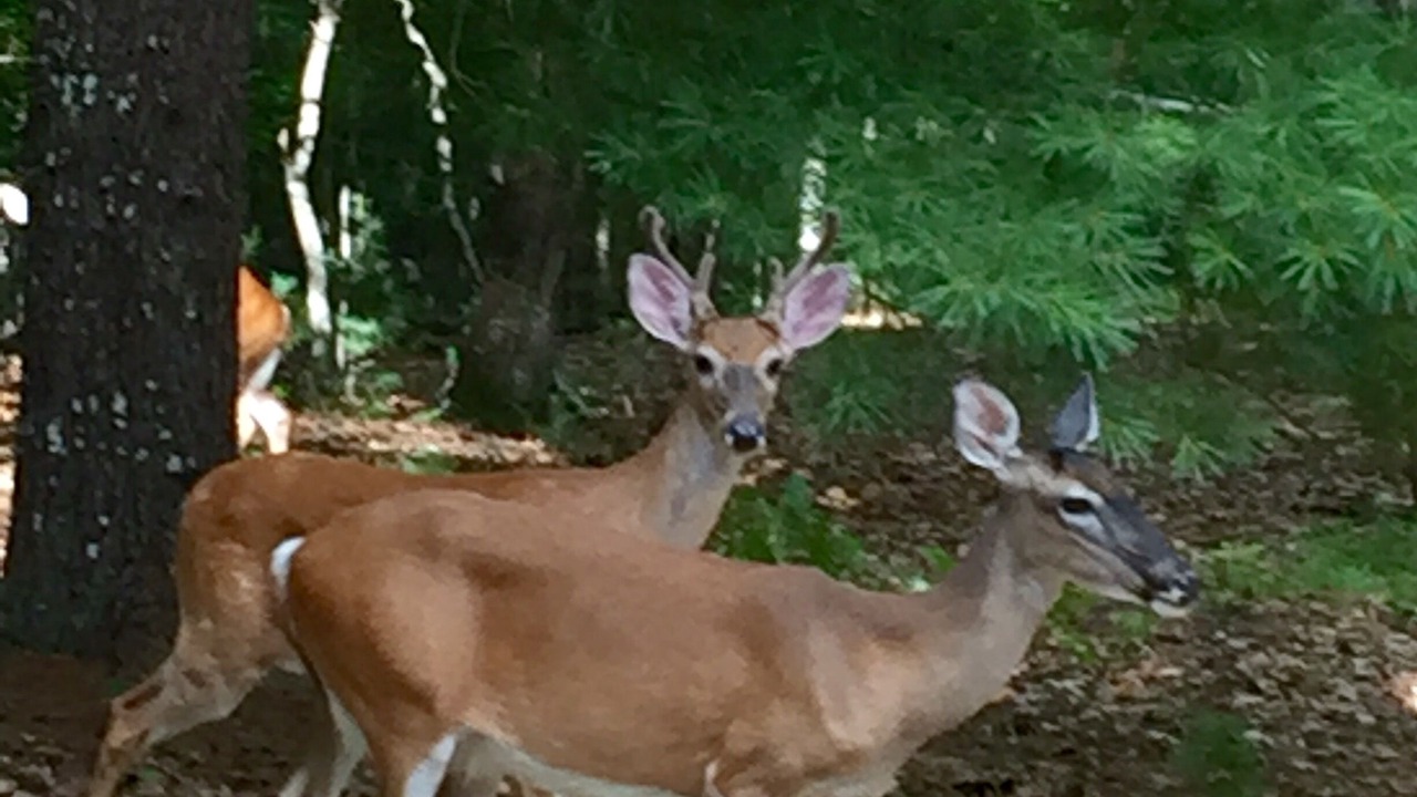 Photo of Outdoor in Blairsville