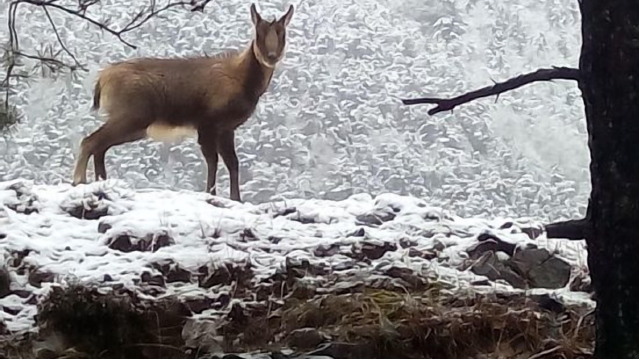 Photo of Outdoor in Torla-Ordesa