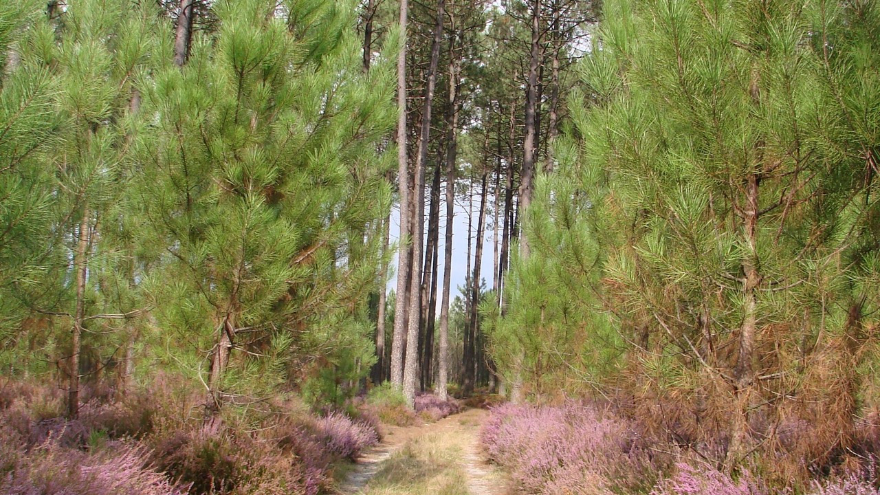 Photo of Outdoor in Sainte-Eulalie-en-Born