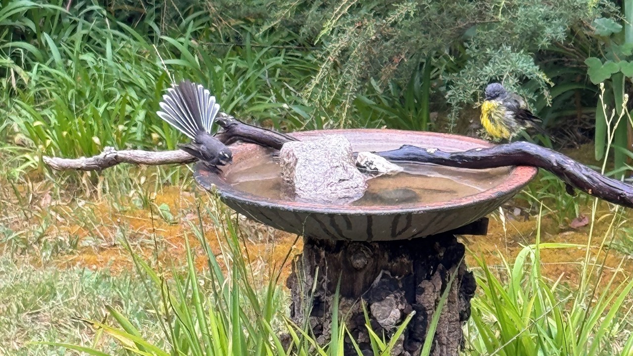 Photo of Others in Yanakie