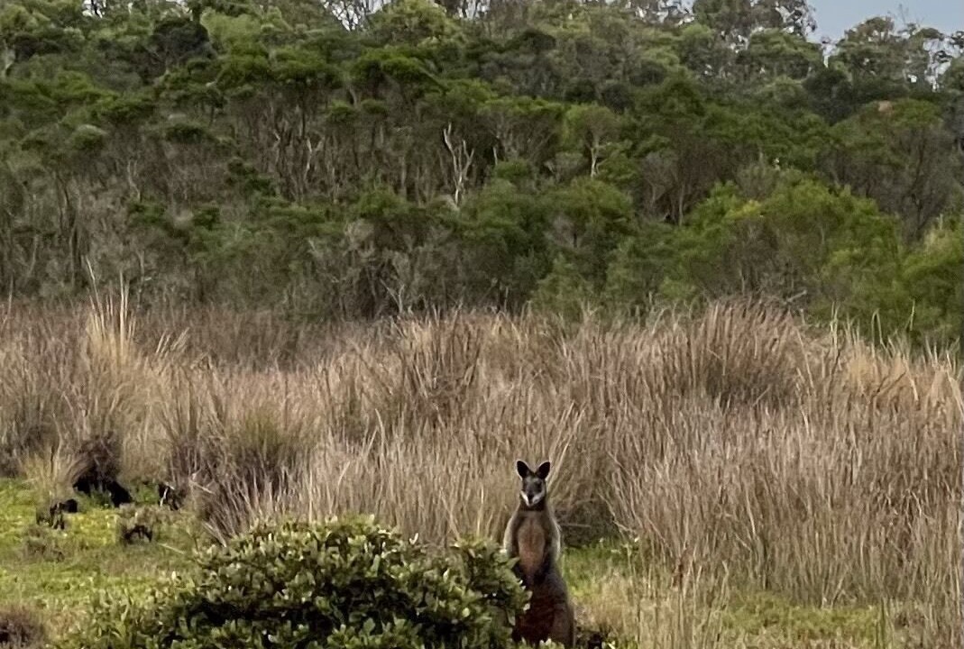 Photo of Others in Yanakie