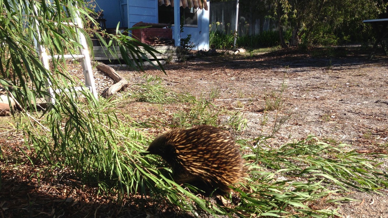 Photo of Others in Yanakie