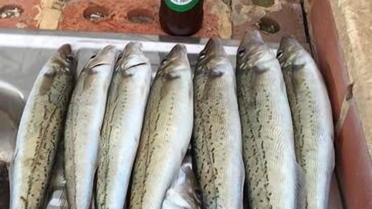 Photo of Others in Melville