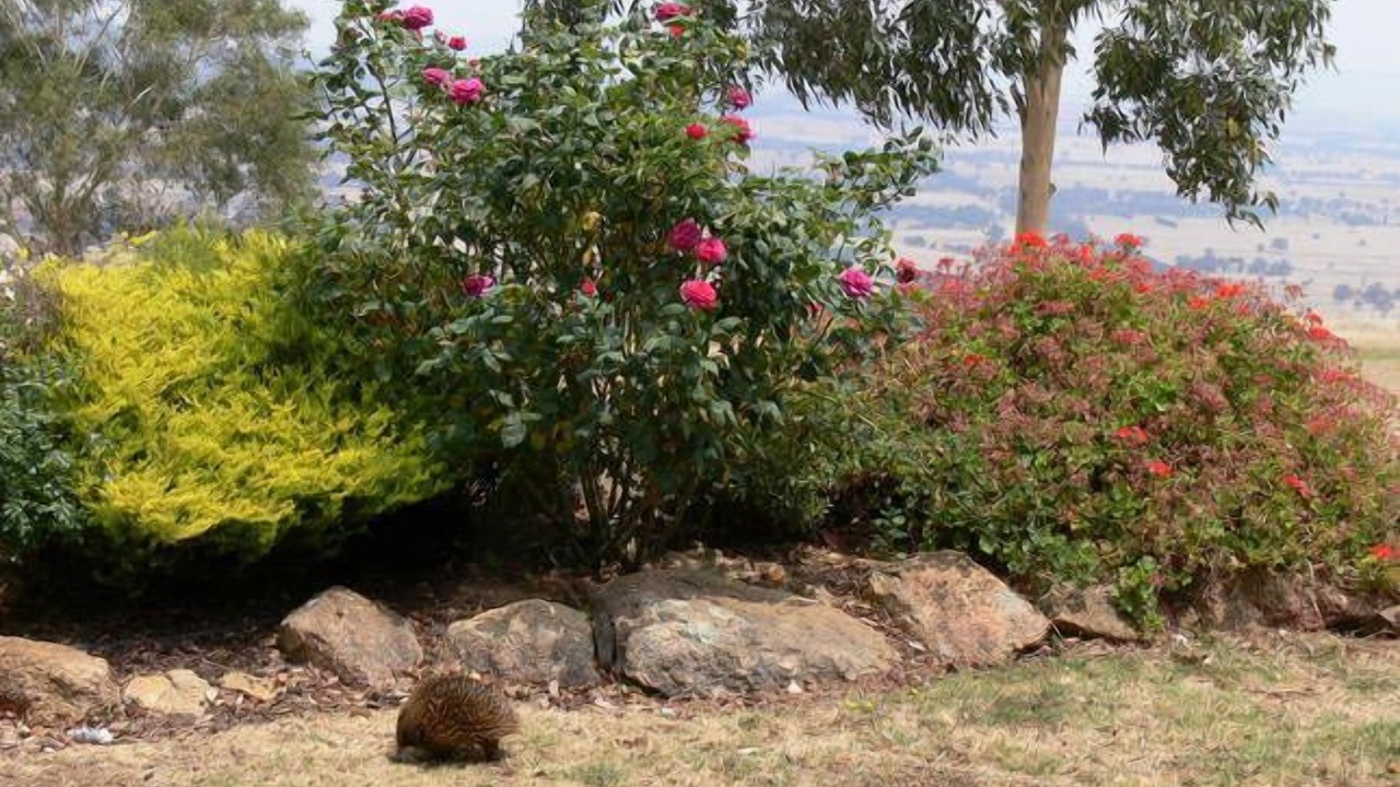 Photo of Outdoor in Beechworth