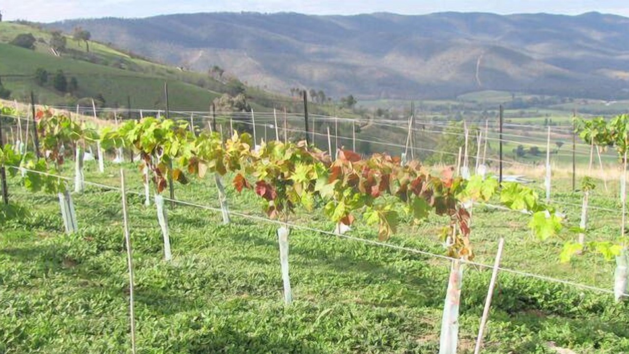 Photo of Outdoor in Beechworth